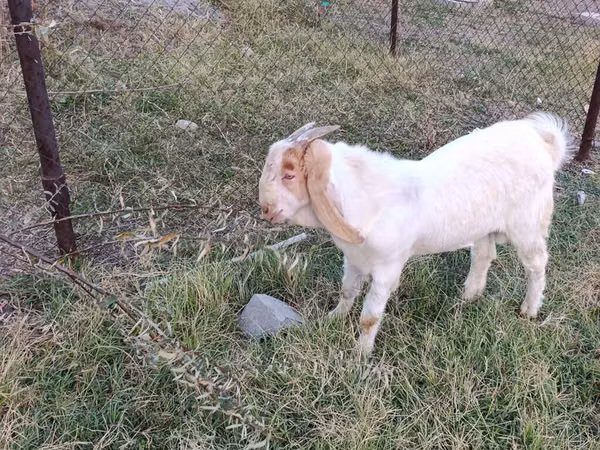 Billy Goat, Boer goat