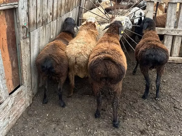 Ram, Sheep — Kazakhstan