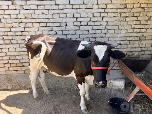 Cattle (batch, sex not specified), Russian Black pied cattle — Uzbekistan
