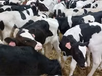 Bull, Holstein breed — photo 1