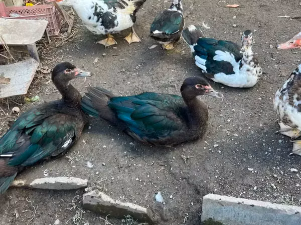 Turkeys — Armenia