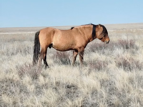 ፈረስ, Kazakh horse — ካዛኪስታን