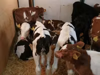 گاو و گوساله (گروه، جنسیت مشخص نشده), Simmental cattle — عکس 6