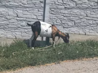 Goat, Goats — photo 1