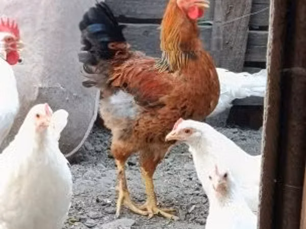 Chickens
