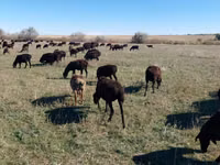 Sheep, Edilbay sheep — photo 8