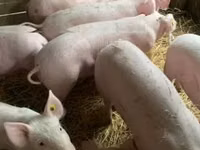 Scrofa — foto 1