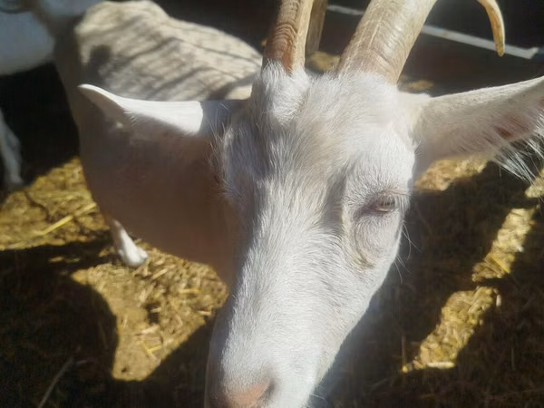 Goat, Saanen goat — Kyrgyzstan