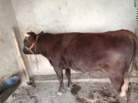 Toro, Bovini — foto 4