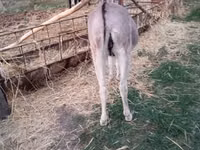 Madyan, Atlar — foto 3