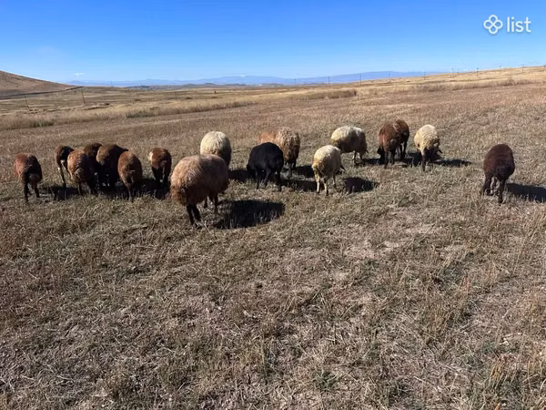 Ram, Sheep — Armenia