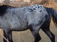 घोड़ा, Kazakh horse — फ़ोटो 3