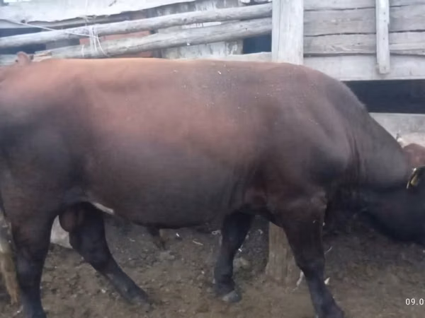 Cow, Cattle — Kazakhstan