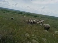 Kambing jantan, Merino sheep — foto 5