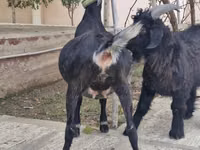 Ged, Alpine goat — foto 4