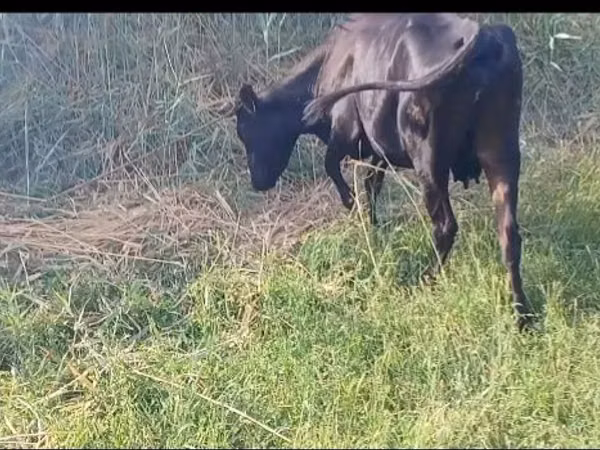Vache, Bovins — Ouzbékistan