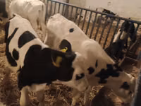 Banteng, Russian Black pied cattle — foto 4