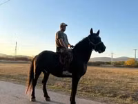 At, Nonius horse — foto 1