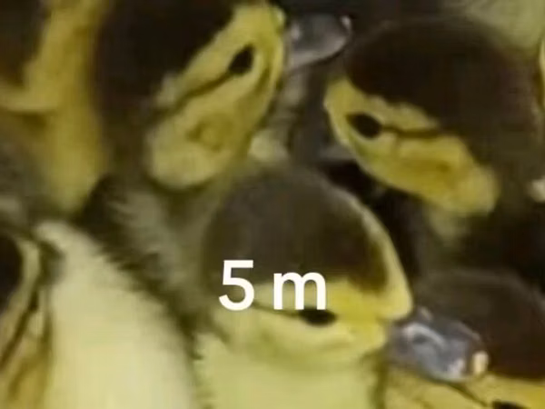 Ducks — 阿塞拜疆