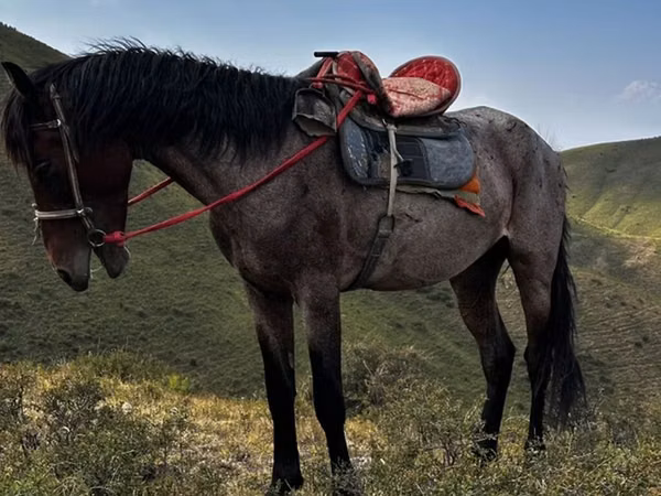 Horse (M), Horses — Kyrgyzstan