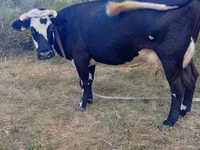 Cow, Simmental cattle — photo 2