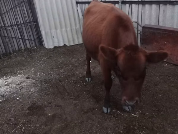 Cow, Cattle — Kazakhstan