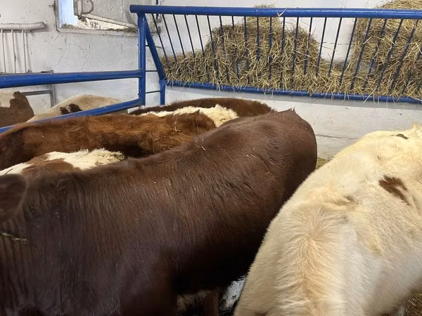 Cow, Cattle — Poland