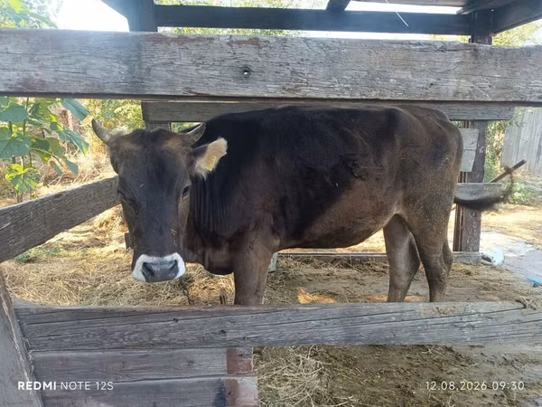 Vache, Race Alatauskaya — Kirghizstan