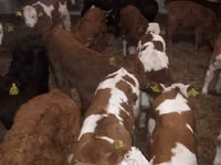 Byk, Simmental cattle — zdjęcie 2