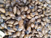 Snail Feed Supplement(10kg) — foto 4