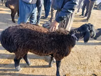 Ram, Sheep — photo 2