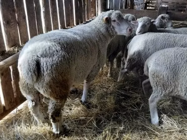 قوچ, Ile-de-France sheep