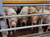Rinder (Partie, Geschlecht nicht angegeben), Charolais cattle — Foto 2