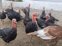 Turkeys — تصویر 2