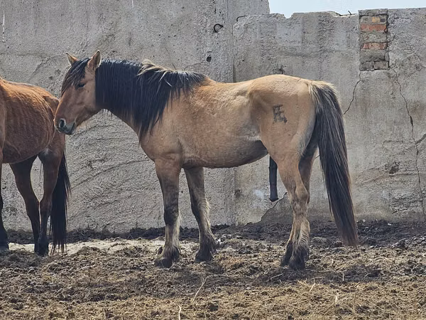 Ngựa đực, Mugalzhar horse