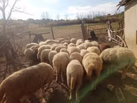公牛, Cattle — 照片 2