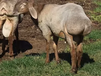 قوچ, Arashan sheep — عکس 6