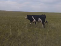 公牛, Russian Black pied cattle — 照片 3
