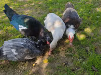 Ducks — photo 6