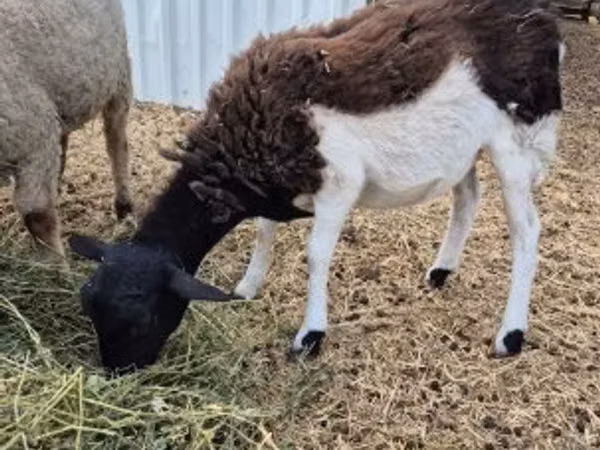 Sheep, Dorper sheep — Hungary