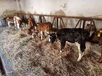 Ταύρος, Simmental cattle — φωτογραφία 1