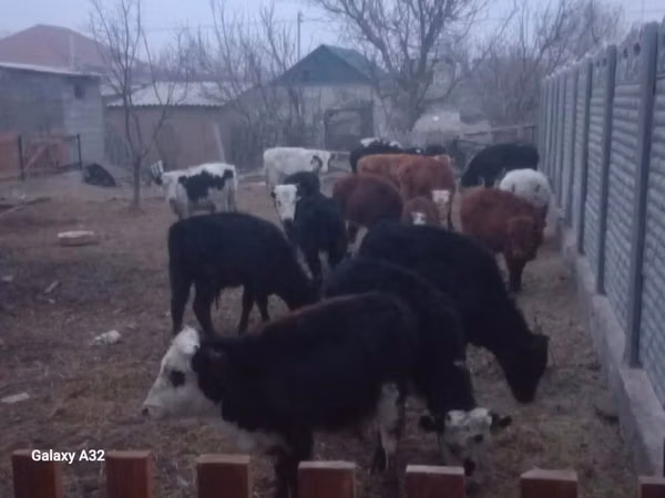 Bull, Cattle — Kazakhstan