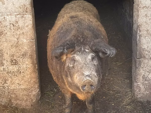 Vind porc mangaliță