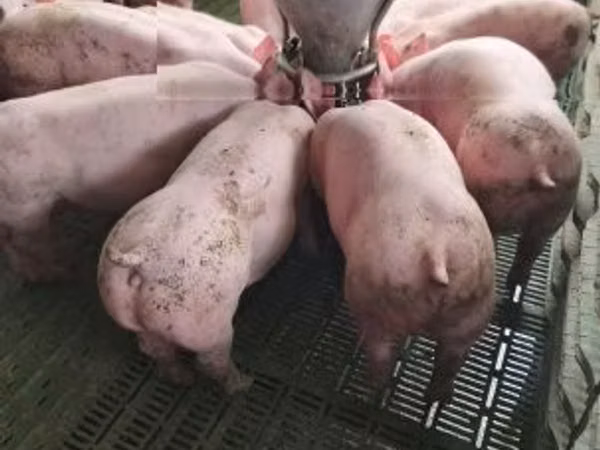 Sow, Pigs — Hungary