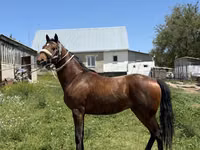 Horse (M), Horses — photo 3