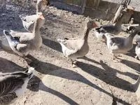 Geese — photo 4