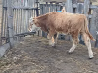 ثور, Simmental cattle — الصورة 2
