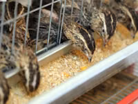 Quails — 照片 3