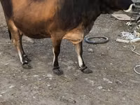 Cow, Aberdeen-Angus — photo 1