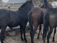 Ձի, Kazakh horse — լուսանկար 5